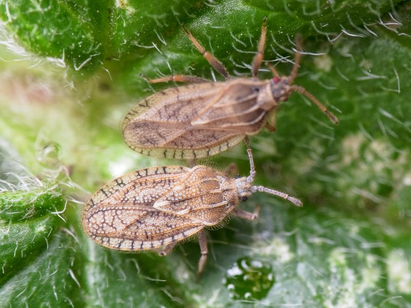 Tingis (Neolasiotropis) pilosa (Hummel, 1825)